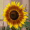 sunflower.jpg (image/jpeg, 1414934 B)