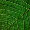 ITAPofbacklitleaves-green.jpeg (image/jpeg, 687209 B)
