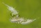 artemia-20100915_1215972892.jpg (image/jpeg, 133085 B)