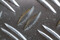 WAMP2023_makro-_MG_1678b.JPG (image/jpeg, 6481780 B)