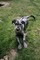 Puppies-IMG_0387b.JPG (image/jpeg, 2841783 B)