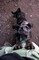 Puppies-IMG_0791b.JPG (image/jpeg, 1444873 B)