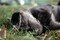 Puppies-IMG_3037.JPG (image/jpeg, 1567458 B)