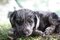 Puppies-IMG_3045b.JPG (image/jpeg, 263388 B)