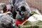 Puppies-_MG_2654.JPG (image/jpeg, 1614644 B)