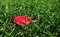 Random Nature Photos-IMG_2382_b_1000_2.jpg (image/jpeg, 216809 B)