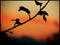 Random Nature Photos-img_2150_b_818.jpg (image/jpeg, 63246 B)
