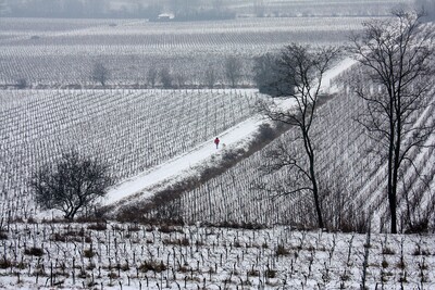 ITAP of vineyards-IMG_9352_b.JPG (image/jpeg, 5399671 B)
