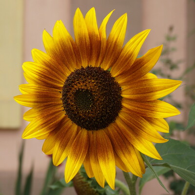 sunflower.jpg (image/jpeg, 1414934 B)
