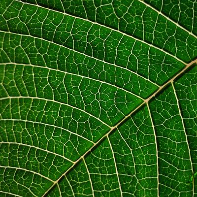 ITAPofbacklitleaves-green.jpeg (image/jpeg, 687209 B)