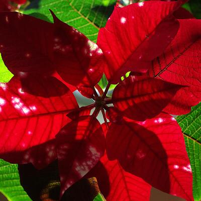 ITAPofbacklitleaves-red.jpeg (image/jpeg, 392469 B)