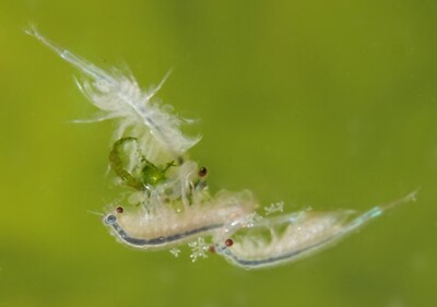 artemia-20100915_1215972892.jpg (image/jpeg, 133085 B)