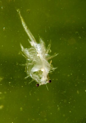 artemia-20100915_1696823847.jpg (image/jpeg, 326510 B)