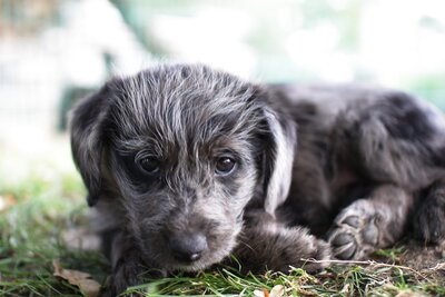 Puppies-IMG_3045b.JPG (image/jpeg, 263388 B)