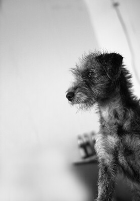 Puppies-IMG_9230.b.JPG (image/jpeg, 2676733 B)