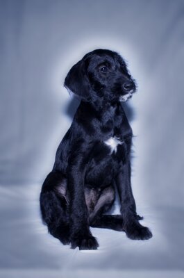 Puppies-Julius.JPG (image/jpeg, 265523 B)