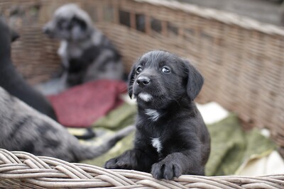 Puppies-_MG_2596_2.JPG (image/jpeg, 383362 B)