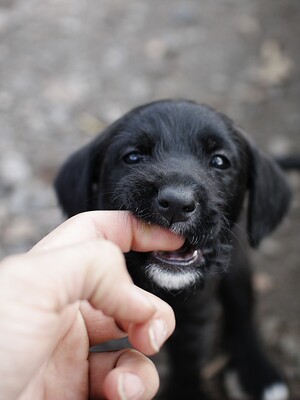 Puppies-_MG_2614.JPG (image/jpeg, 624289 B)