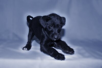 Puppies-pueppi.JPG (image/jpeg, 237820 B)