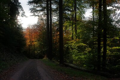 Random Nature Photos-Herbstwald.jpg (image/jpeg, 1801149 B)