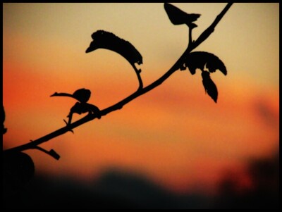 Random Nature Photos-img_2150_b_818_2.jpg (image/jpeg, 55475 B)
