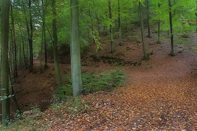 Random Nature Photos-waldkurve.jpg (image/jpeg, 2301946 B)